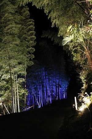 温泉神社横の竹林