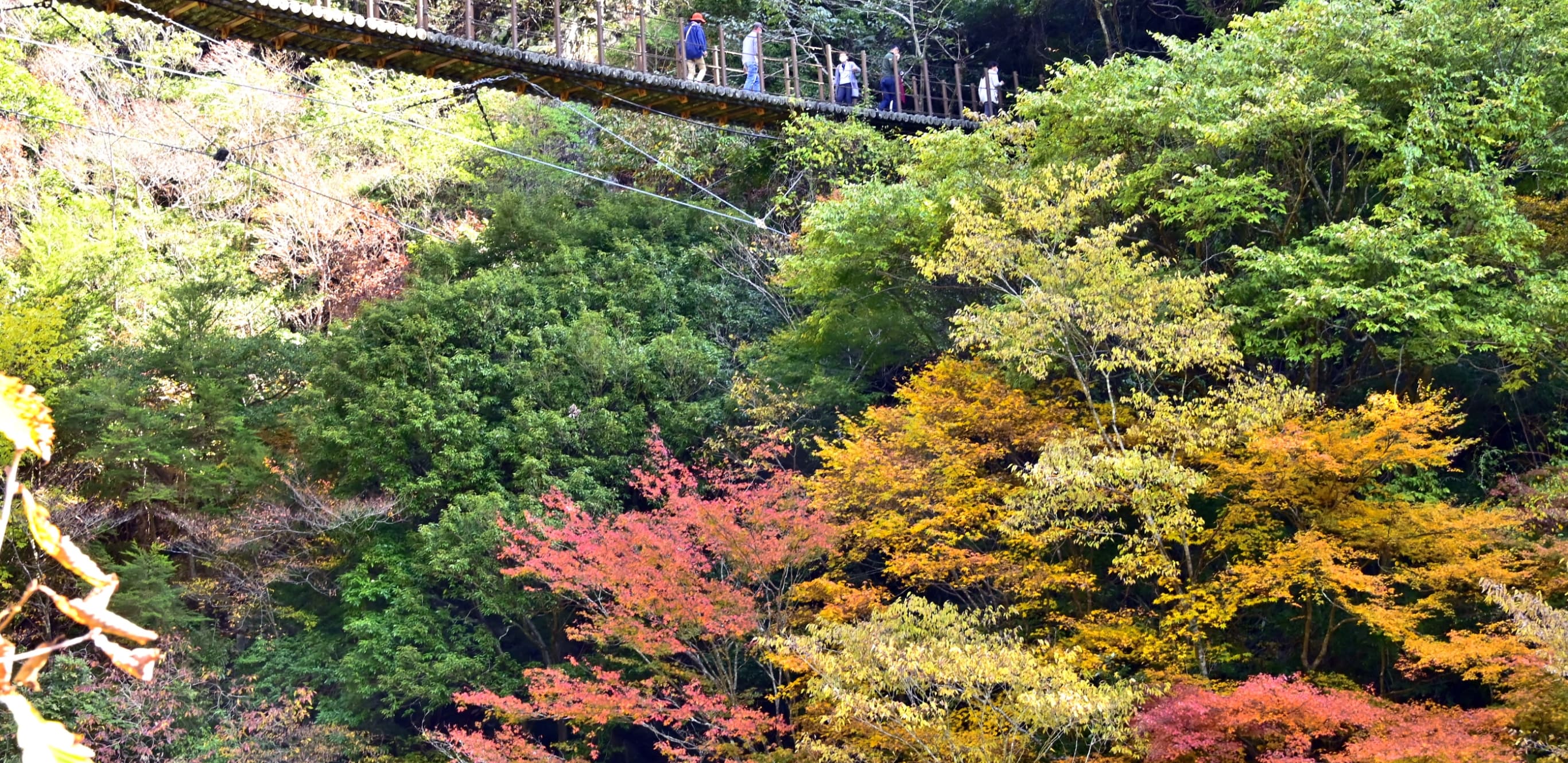 「紅葉」