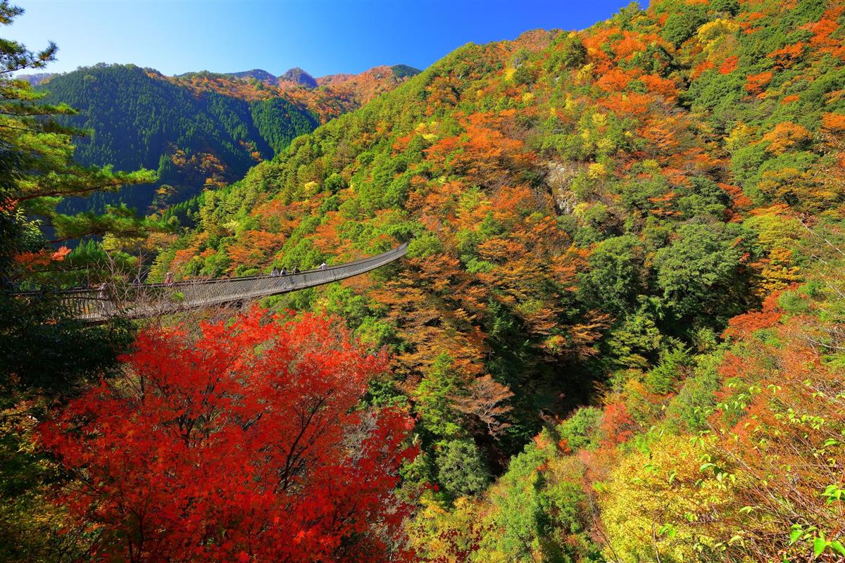 梅の木轟の吊橋と紅葉の画像