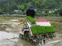 西山さん田植え９