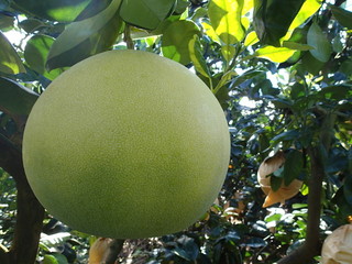 晩白柚収穫２.JPG