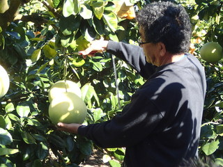 晩白柚収穫１.JPG