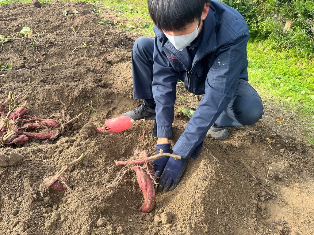 八代農業塾「収穫」の画像