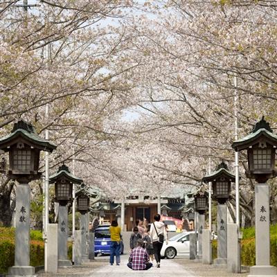 写真１（祝福の桜）
