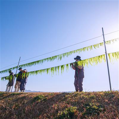 写真２（青ノリ天日干し）