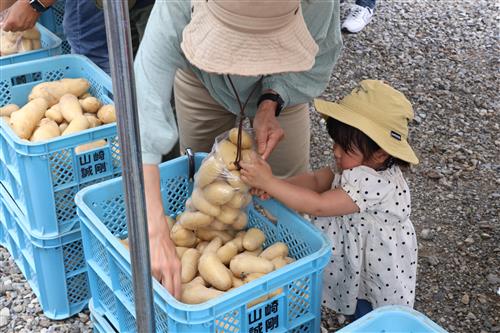 じゃがいも詰め放題