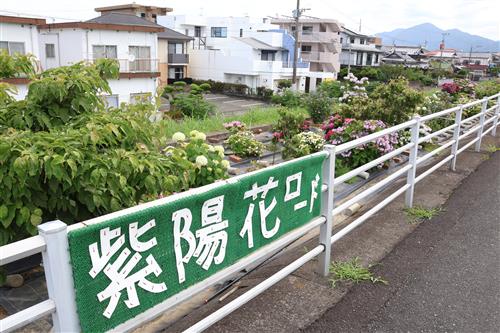 紫陽花ロード