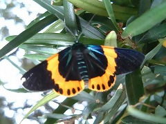 キオビエダシャク成虫写真