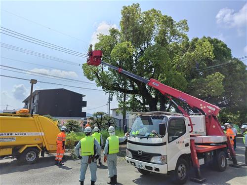 高所作業車を使い剪定などを行う様子２