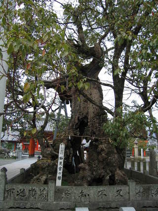 妙見宮の樟.JPG