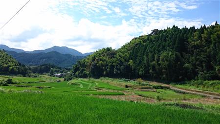 棚田の風景
