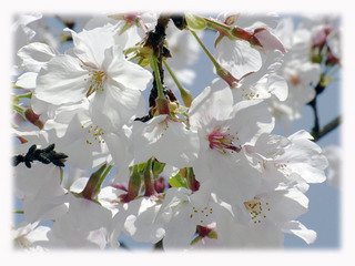 桜(ぼかし).jpg
