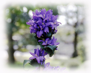 やつしろ草(ぼかし).jpg