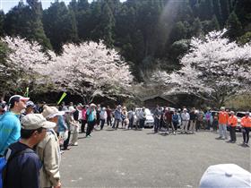 さかもと菜の花フェスタ2016(4月)