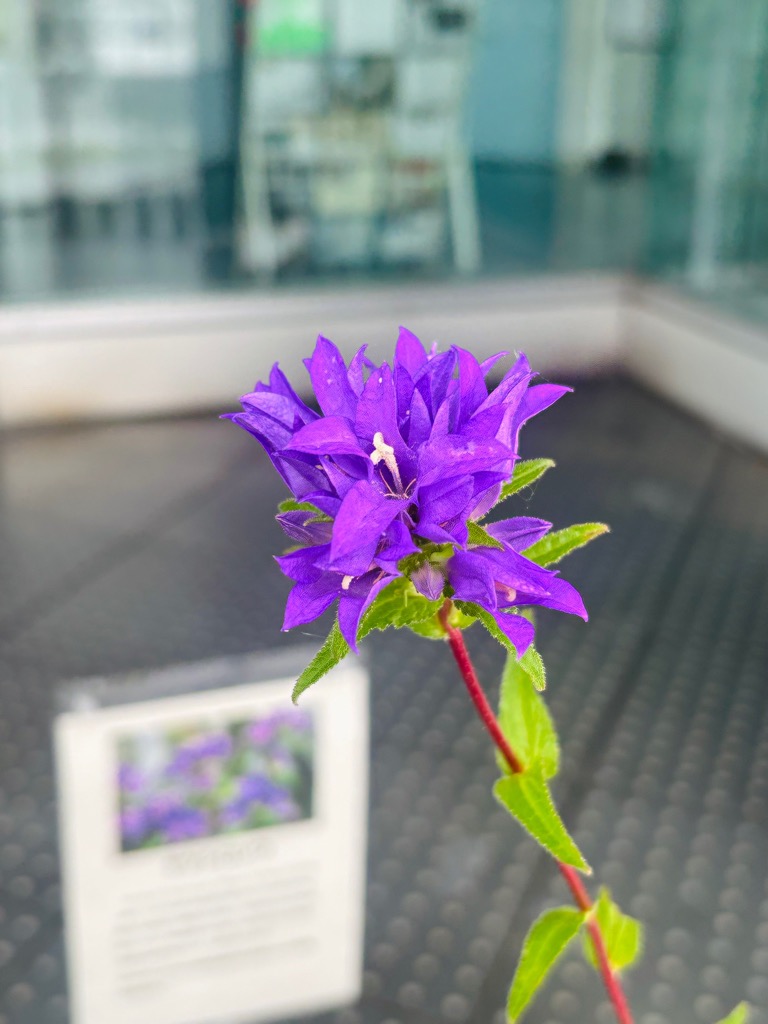 八代市民の花「ヤツシロソウ（八代草）」が今年も咲きました！の画像