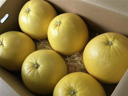「八代港から香港へ」晩白柚の出発式