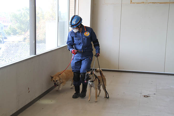行方不明者を捜索する救助犬