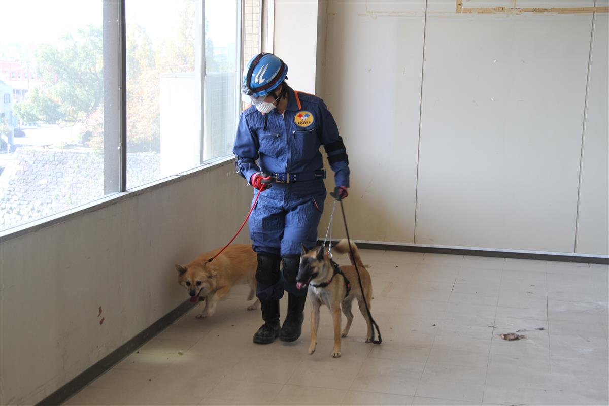 行方不明者を捜索する救助犬
